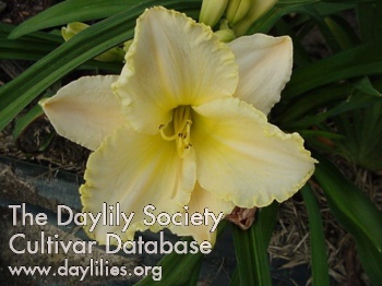 Daylily Eloquent Silence